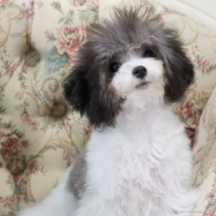 ID：2410-01107の子犬