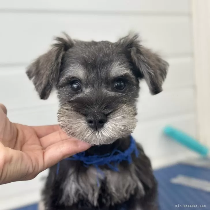 ID:2509-05518の子犬