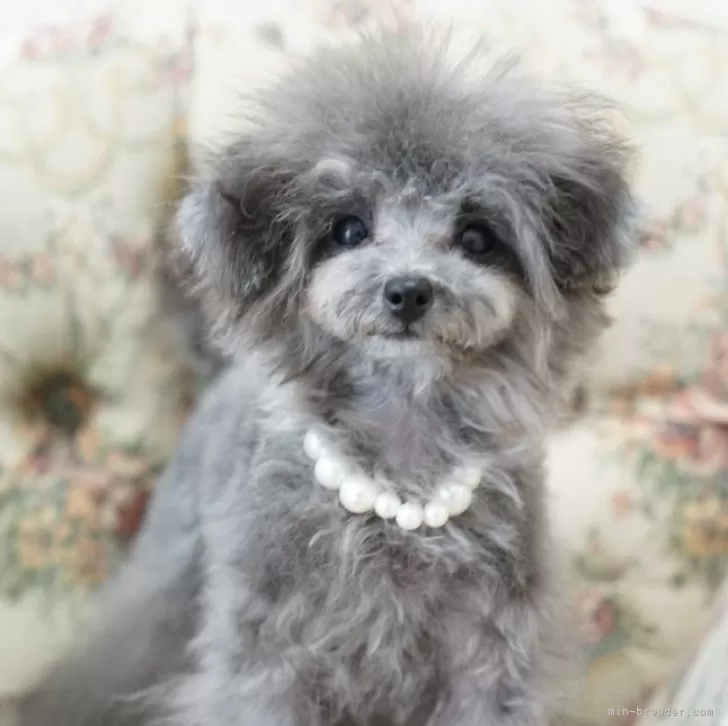 ID:2410-05032の子犬