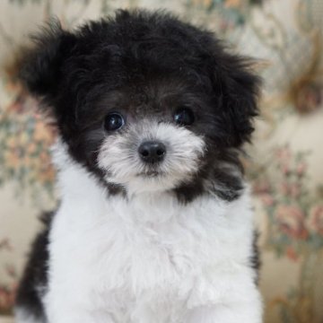 ティーカッププードル【愛知県・男の子・2025年9月3日・シルバー&ホワイト パーティー】の写真「ティーカップ予想」