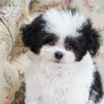 ティーカッププードル【愛知県・女の子・2025年9月3日・シルバー&ホワイト パーティー】の写真「マイクロ、ティーカップ予想」