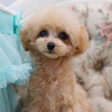 ティーカッププードル【愛知県・女の子・2025年7月6日・アプリコット】の写真「お目々の大きな女の子
キャンペーン価格」