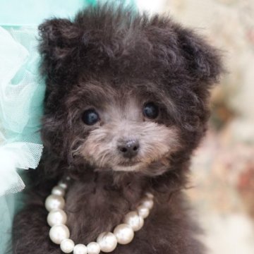 ティーカッププードル【愛知県・男の子・2025年8月15日・シルバー】の写真「希少なシルバーカラー」