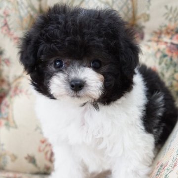 ティーカッププードル【愛知県・男の子・2025年9月3日・シルバー&ホワイト パーティー】の写真「ティーカップ予想」