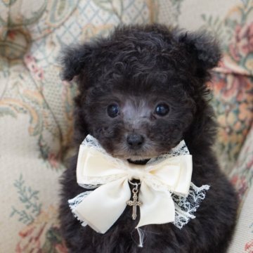 ティーカッププードル【愛知県・男の子・2025年8月15日・シルバー】の写真「チビチビBOY」