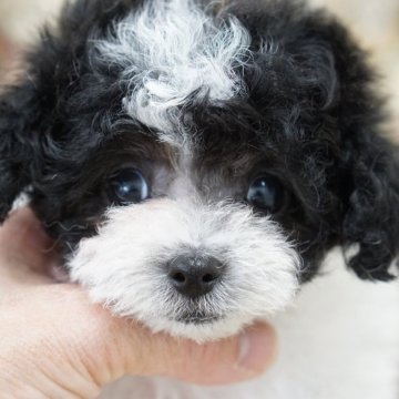 トイプードル(タイニー)【愛知県・男の子・2025年9月9日・パーティーカラー】の写真「ムチムチコロコロのパーティーカラー」