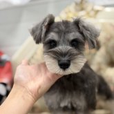 ミニチュアシュナウザー