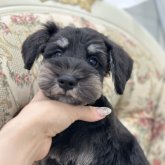ミニチュアシュナウザー