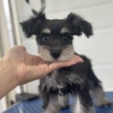 ミニチュアシュナウザー
