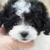 タイニープードル