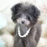 ティーカッププードル