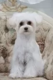 マルプー(トイプードル×マルチーズ)【愛知県・女の子・2024年8月4日・ホワイト】の写真2