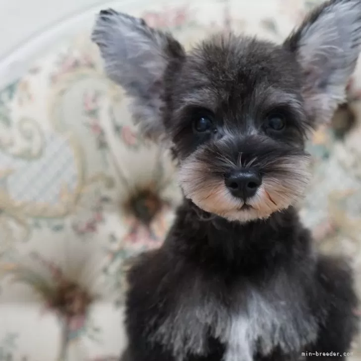 ID:2408-01124の子犬