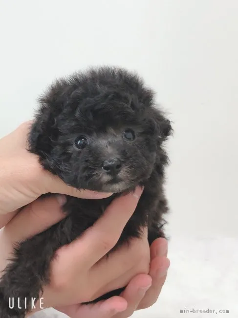 ID:2005-02437の子犬