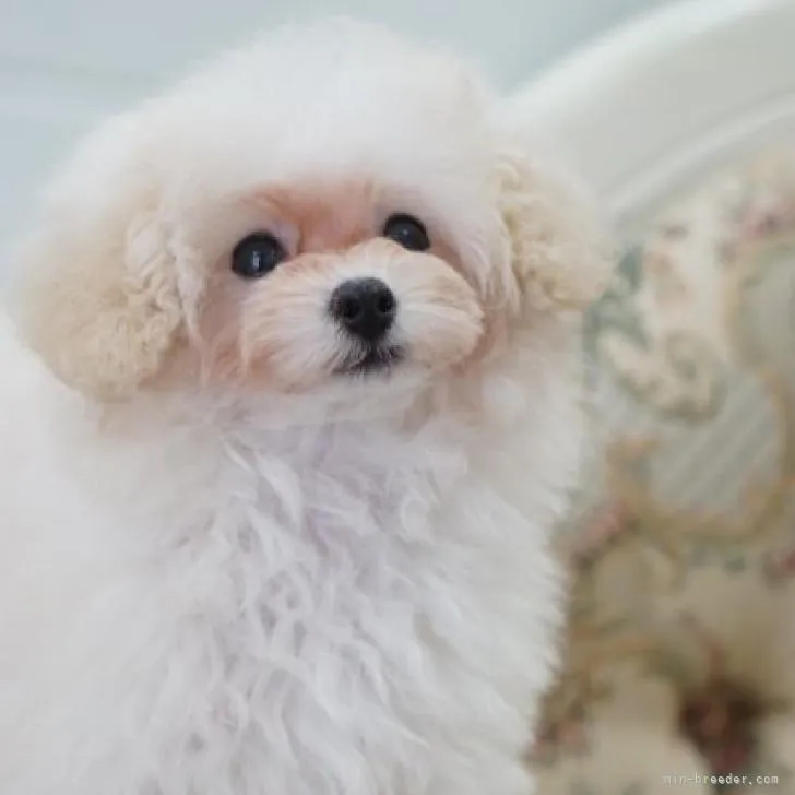 ID:2210-01256の子犬