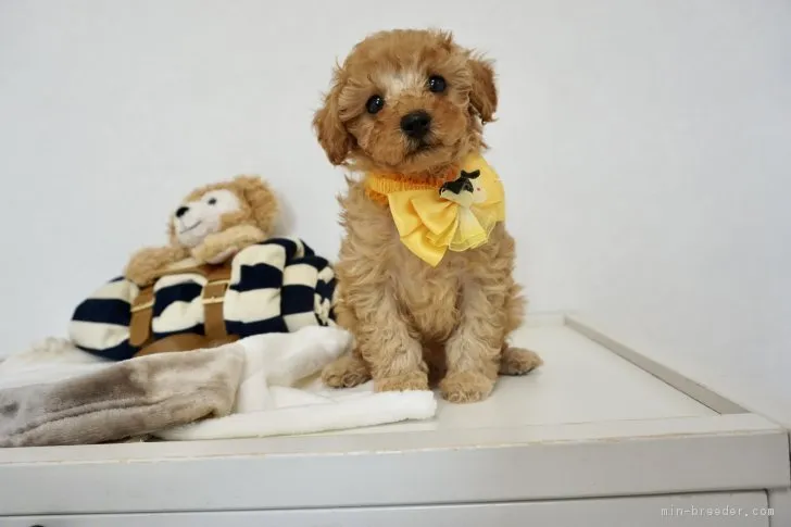 ID:1812-02165の子犬