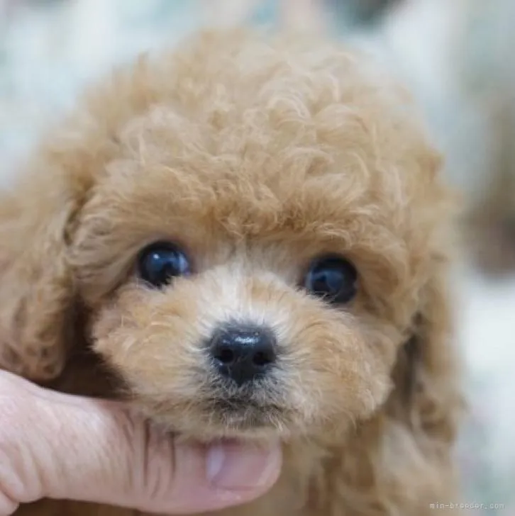 ID:2208-04286の子犬