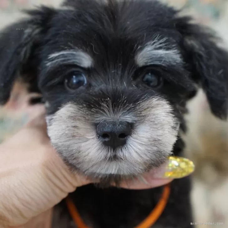 J.Y 様のお迎えした子犬