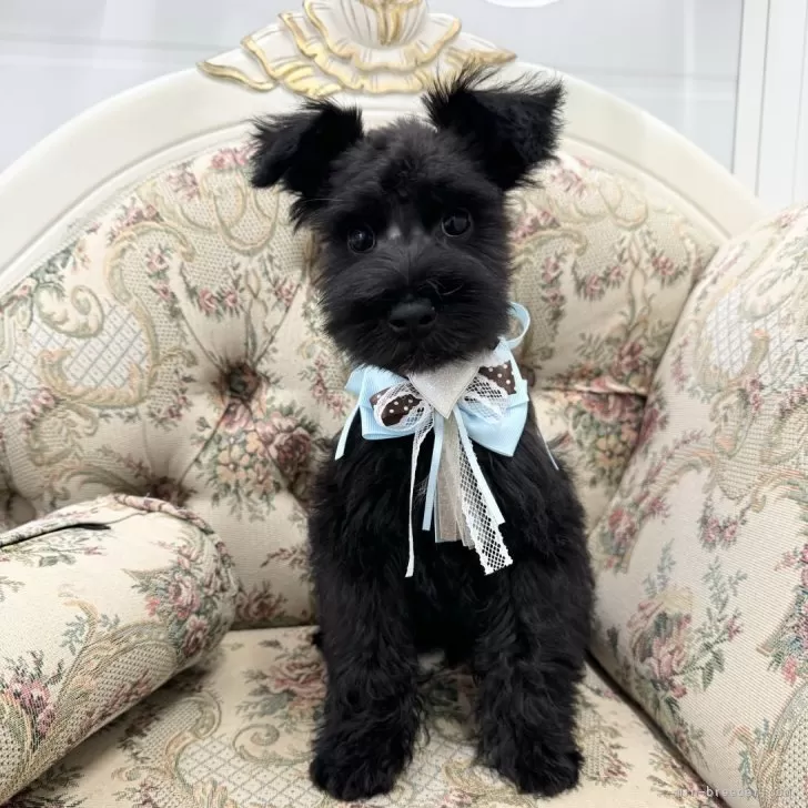T.T 様のお迎えした子犬