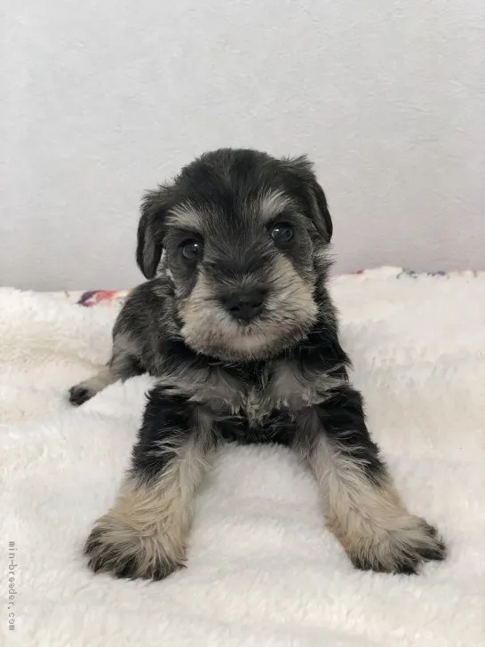 ID:1904-02311の子犬