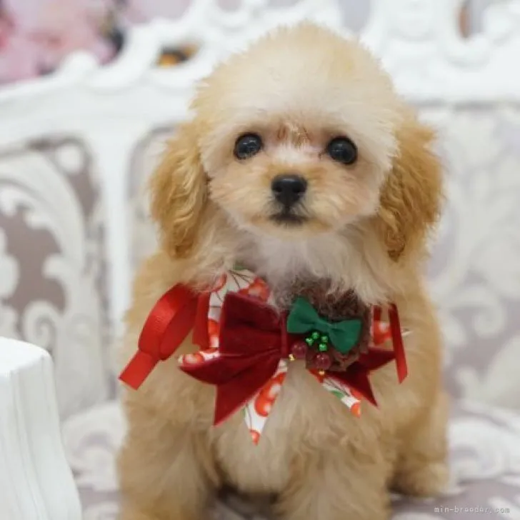 ID:2306-05258の子犬