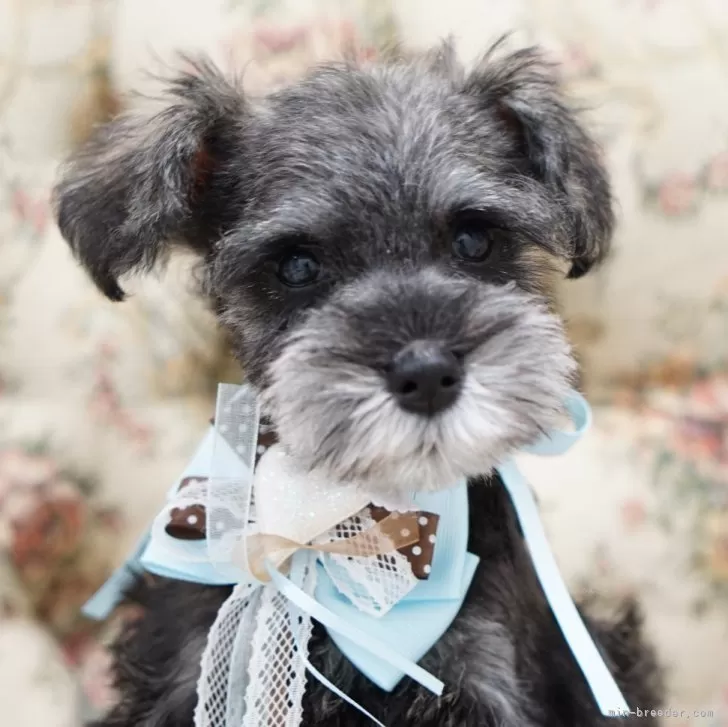 ID:2403-03473の子犬
