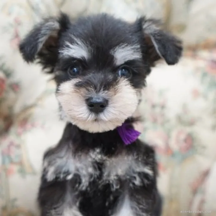 ID:2308-01806の子犬