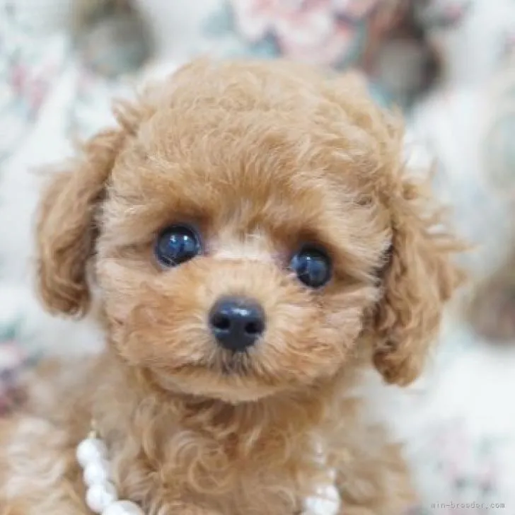 ID:2207-02543の子犬