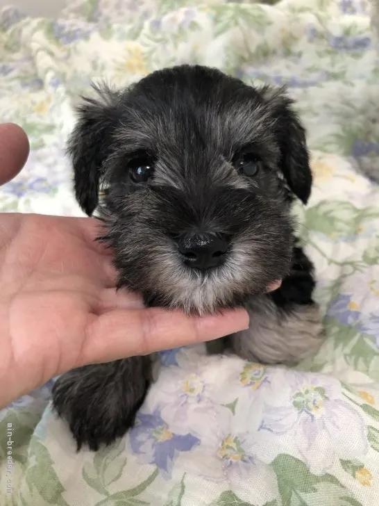 ID：1904-02317の子犬