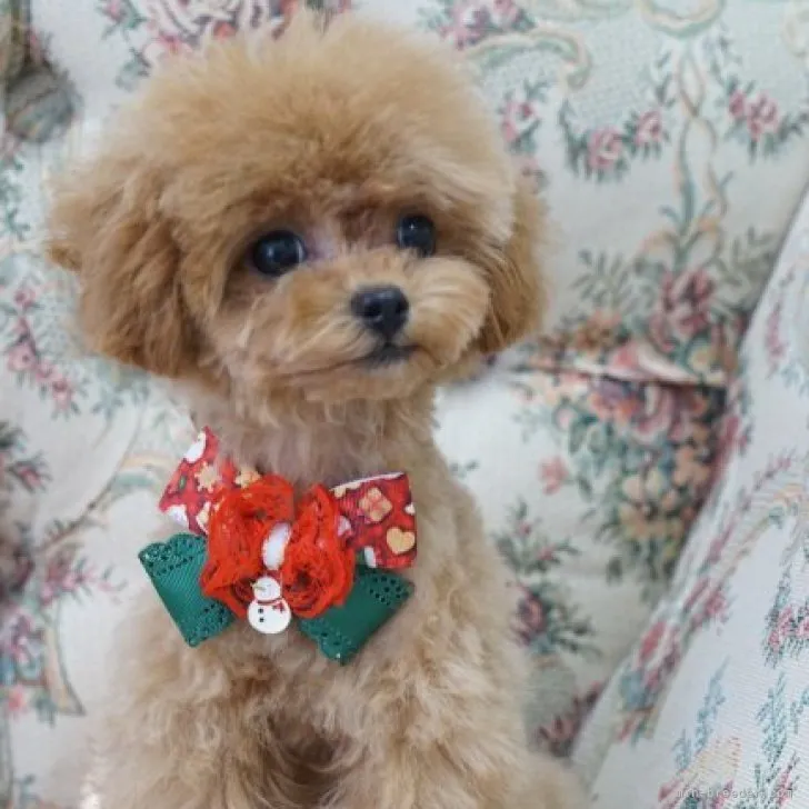 ID：2310-00387の子犬