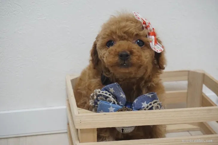 ID:1911-01418の子犬