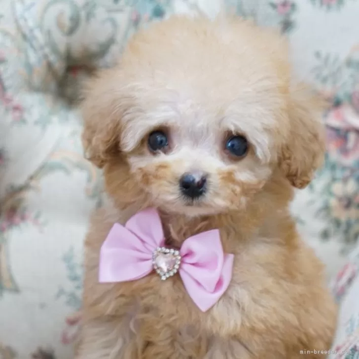 R.O 様のお迎えした子犬