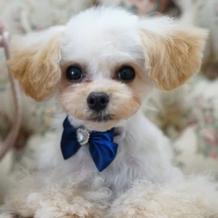 ID:2401-01972の子犬