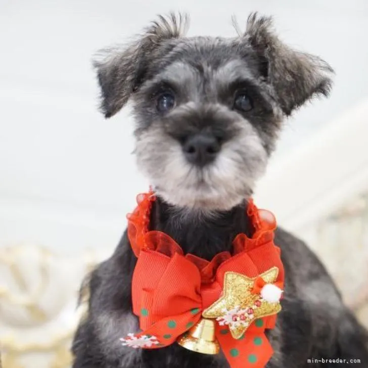 ID:2212-01034の子犬