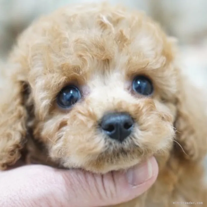 ID:2302-00854の子犬