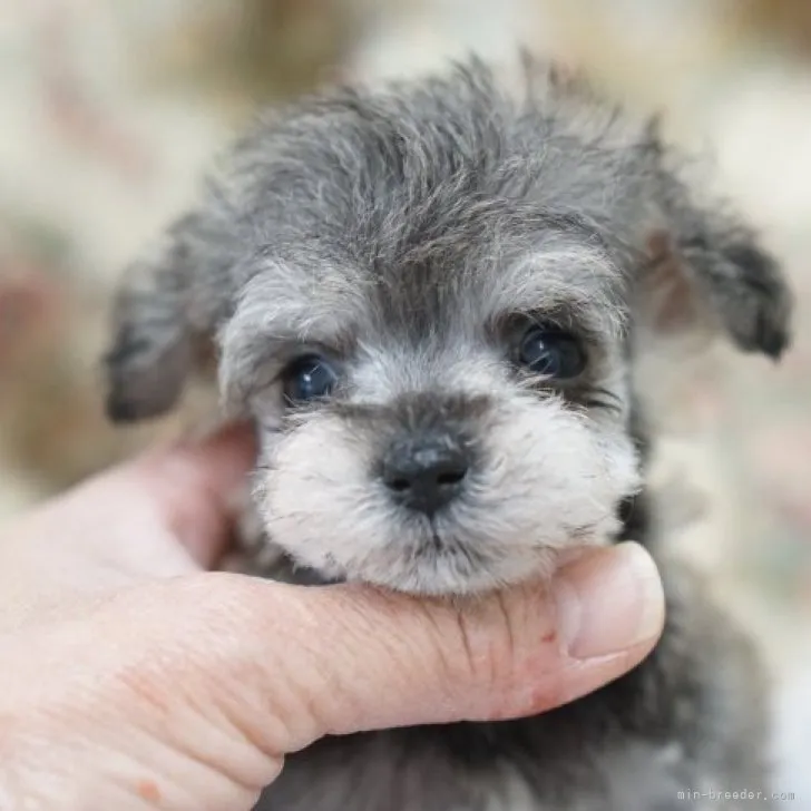 ID:2304-02873の子犬