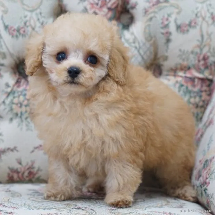 ID:2302-00852の子犬