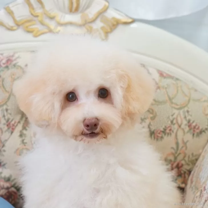 マリモ 様のお迎えした子犬