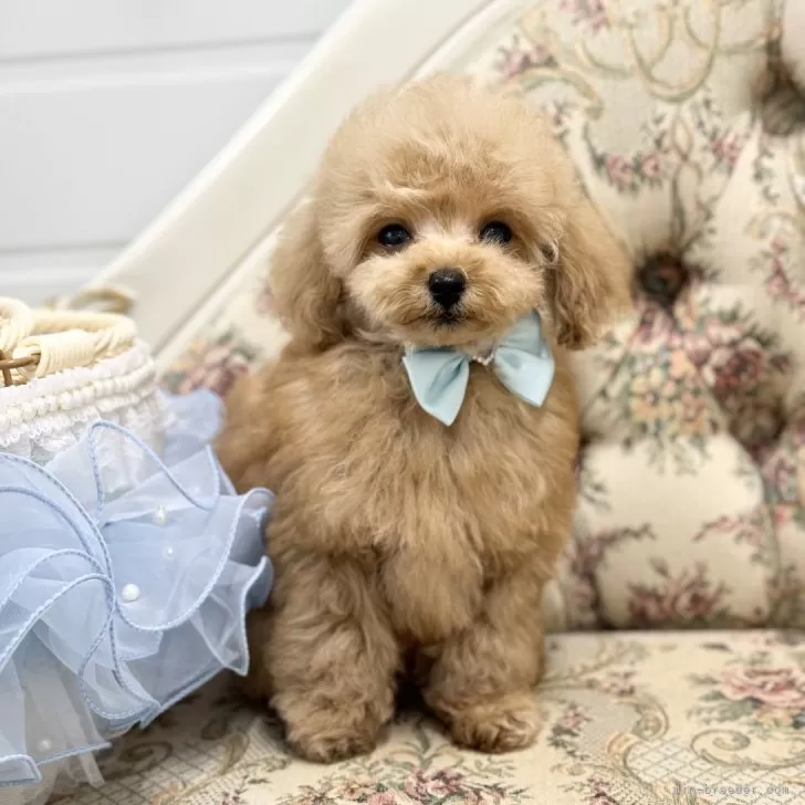 Y.T 様のお迎えした子犬