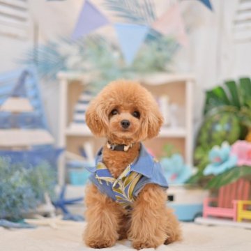 南大分本店です🧸⭐︎ #トイプードル くん、デビューしてます