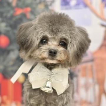 トイプードル(ティーカップ)【愛知県・男の子・2022年5月25日・シルバー】の写真「マイクロサイズ確定」