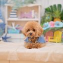 トイプードル【・男の子・2020年11月5日・レッド】