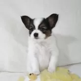 パピヨン