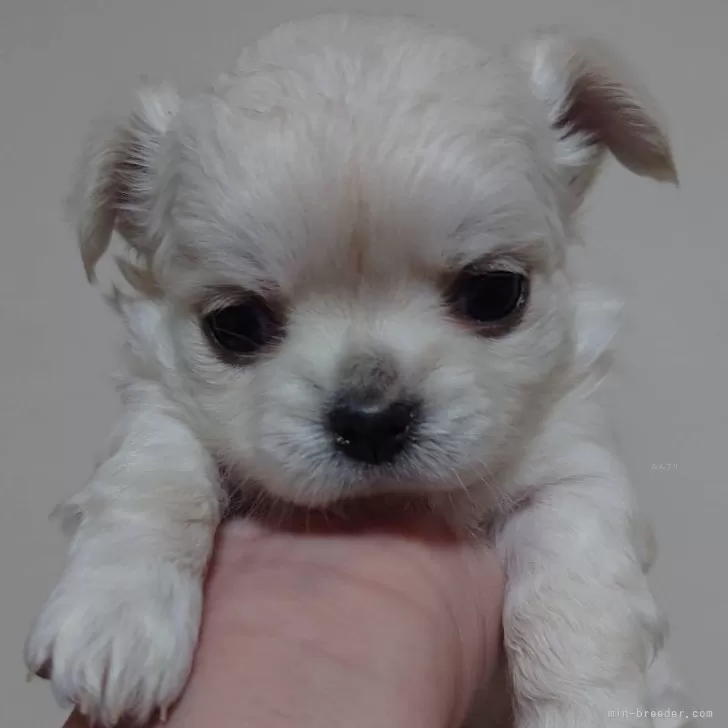 ID:2503-00222の子犬