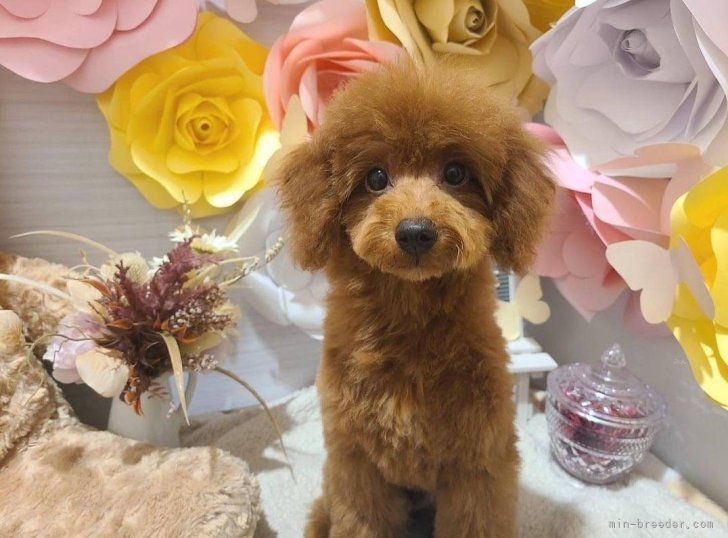 なぎくん｜木村　恵美子(きむら　えみこ)ブリーダー(福岡県・ヨークシャーテリアなど・JKC登録)の紹介写真5