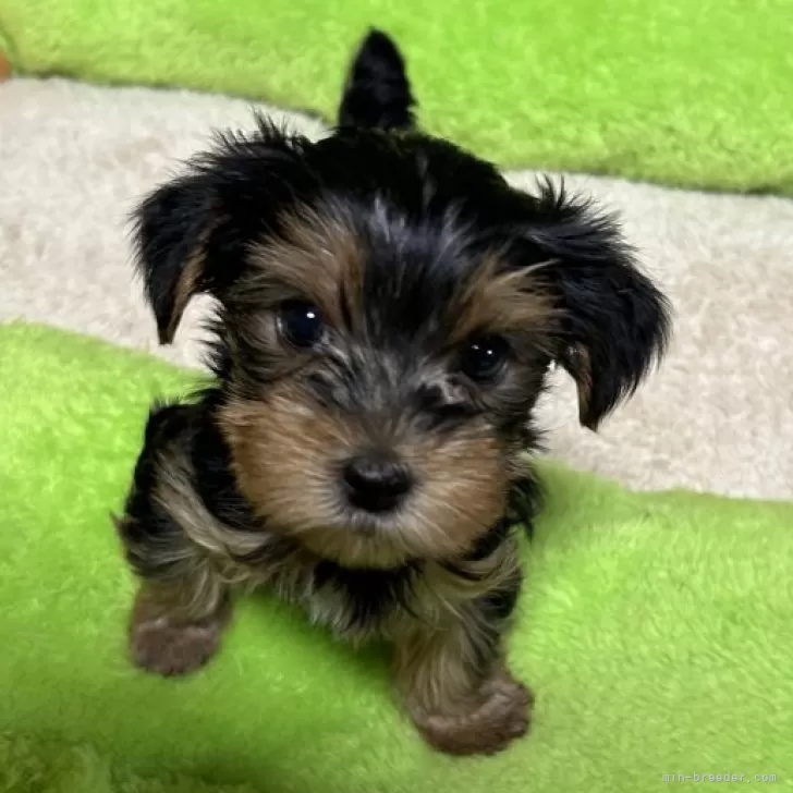 K.H 様のお迎えした子犬