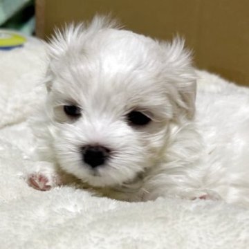 マルチーズ【福岡県・男の子・2025年10月1日・ホワイト】の写真「これからもっと可愛くなります」