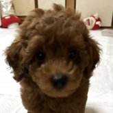 トイプードル(トイ)