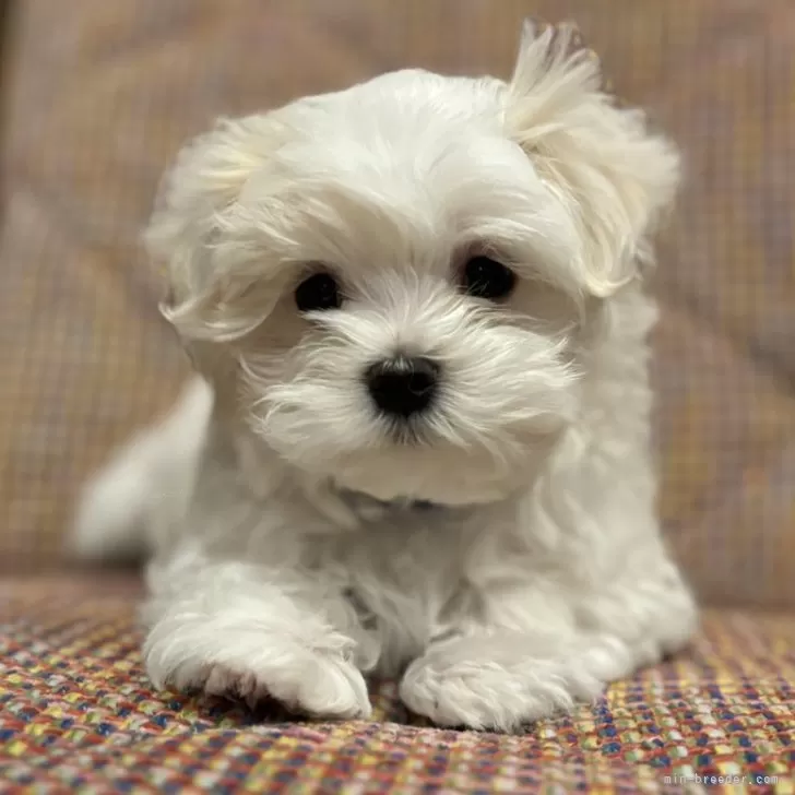 マルチーズ【鹿児島県・男の子・2025年1月12日・ホワイト】の写真1「元気いっぱい双子の兄弟とたくさん遊んでます」