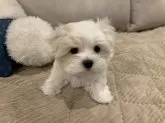 マルチーズ【鹿児島県・男の子・2025年1月12日・ホワイト】の写真7